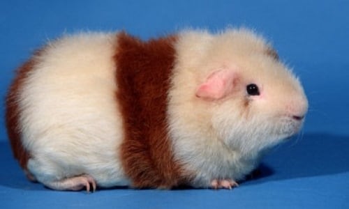 Rare Breeds of Guinea Pig