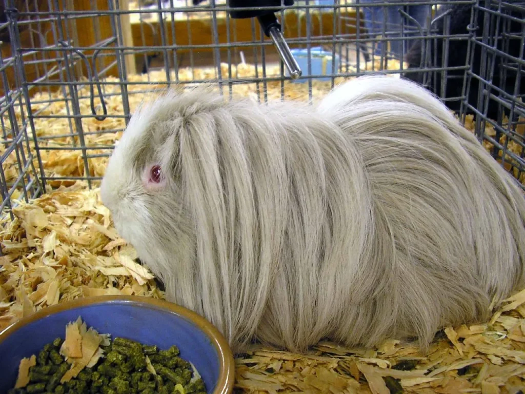 How Many Breeds of Guinea Pigs Are There