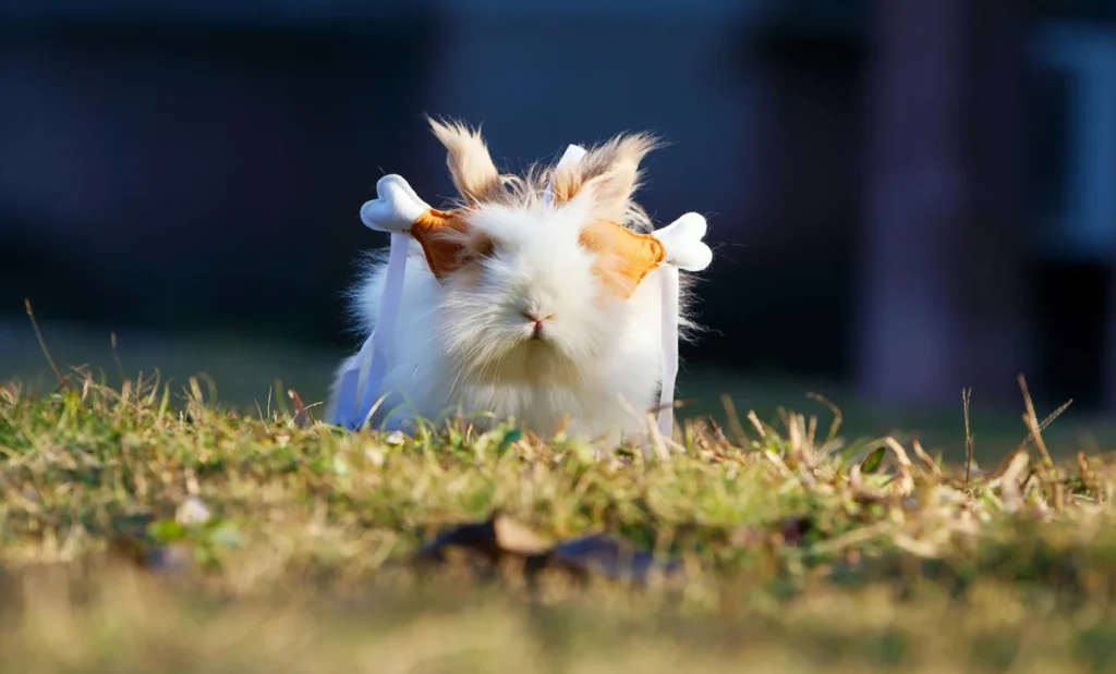 How Many Breeds of Guinea Pigs are There?