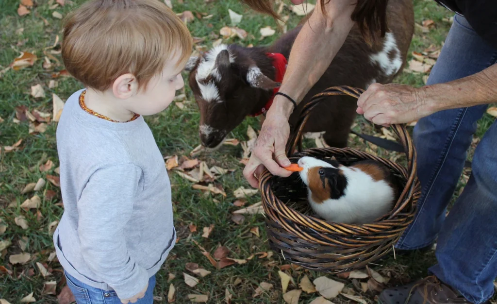 How Many Breeds of Guinea Pigs Are There