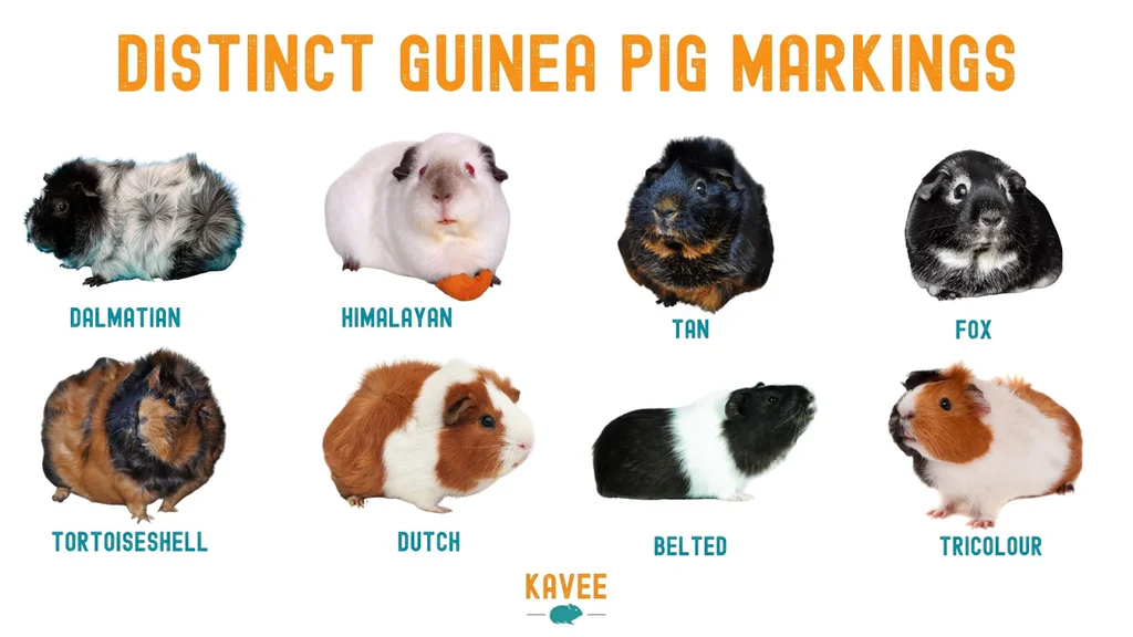 Rare Breeds of Guinea Pig