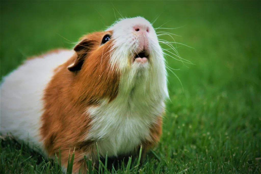 Rare Breeds of Guinea Pig