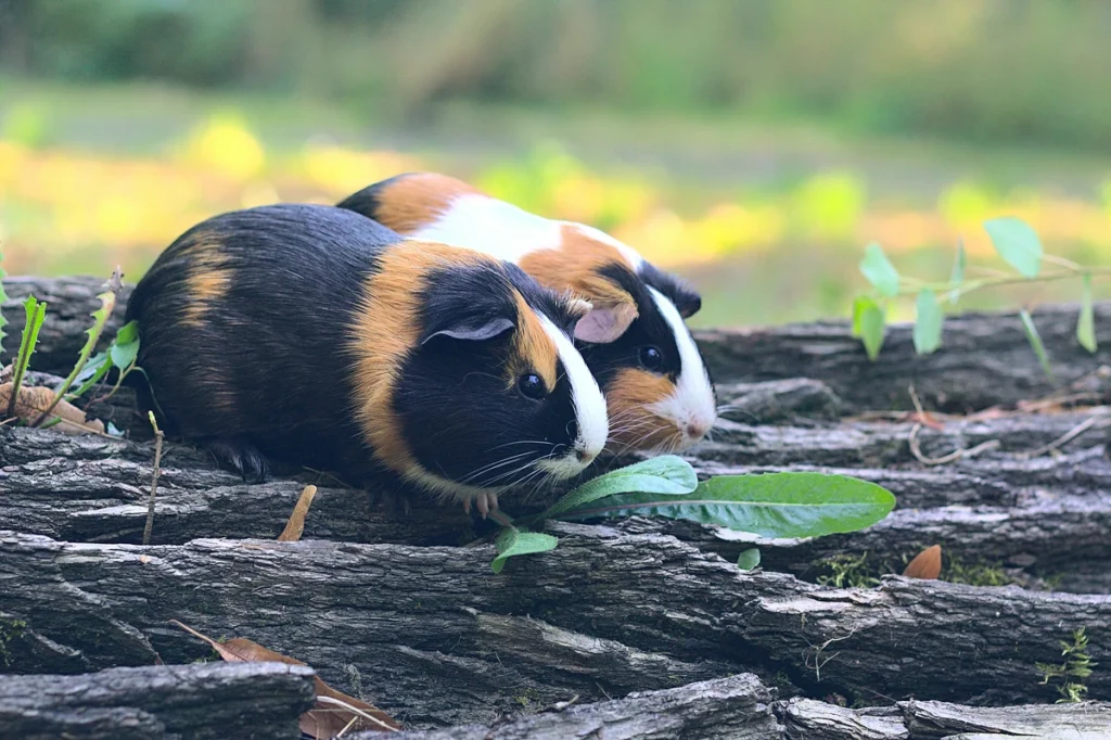 Rare Breeds of Guinea Pig