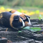 Rare Breeds of Guinea Pig