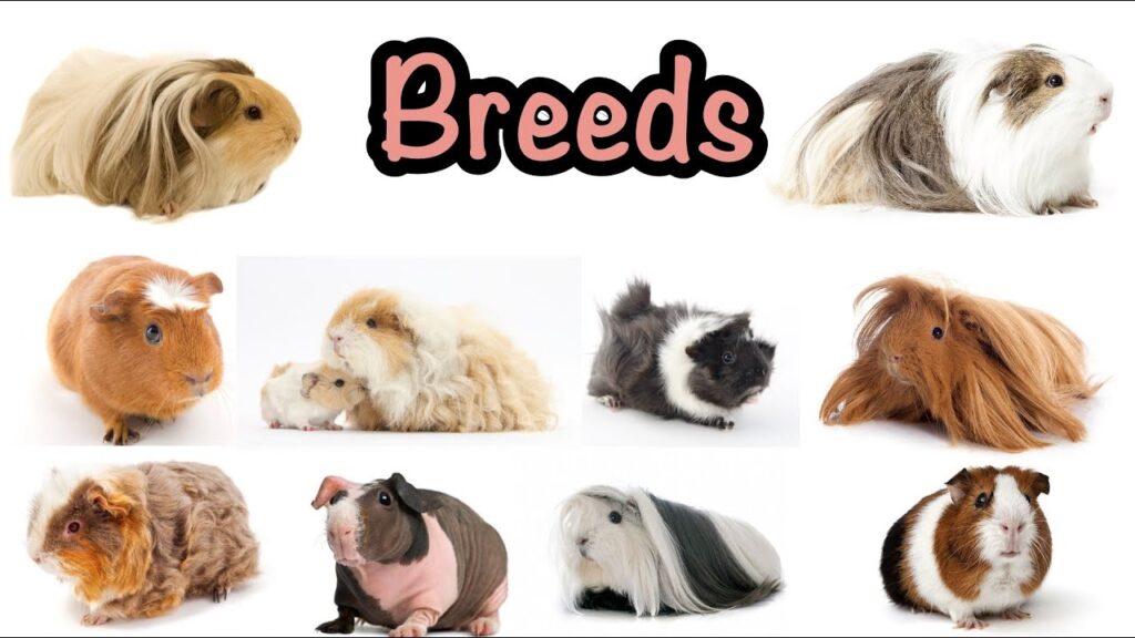 Popular Breeds of Guinea Pigs