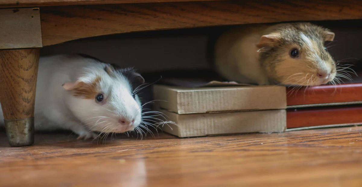 Guinea Pig Breeds, Guinea pig in there home