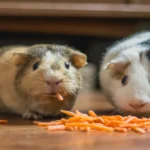 Two Guinea Pig Eating Homemade Guinea Pig Treats as carrot