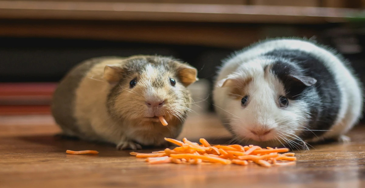 Two Guinea Pig Eating Homemade Guinea Pig Treats as carrot