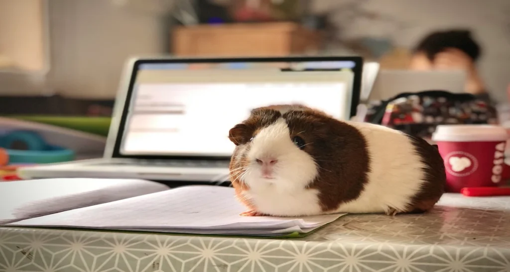 DIY Guinea Pig Winter Setup: A Guinea pig in a table