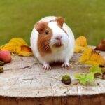 DIY guinea pig toys, Guinea Pigs playing in the field