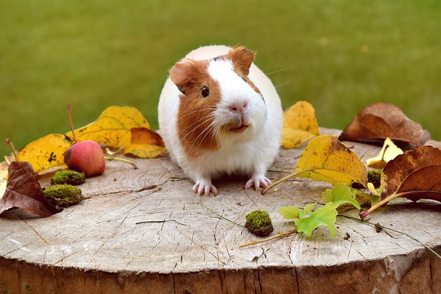 DIY guinea pig toys, Guinea Pigs playing in the field