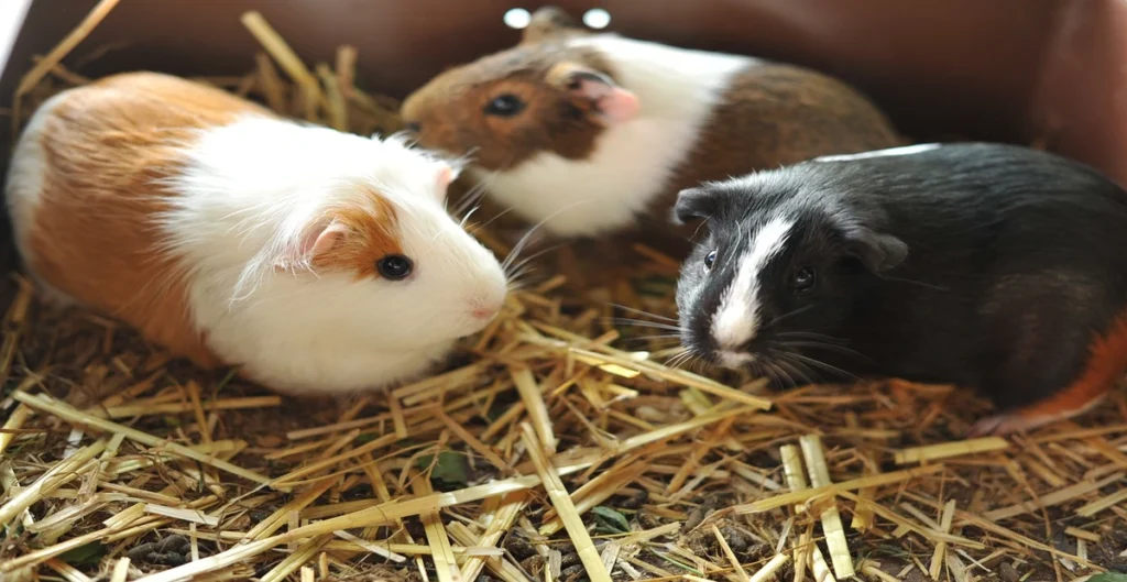 DIY guinea pig feeding station