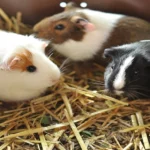 DIY guinea pig feeding station