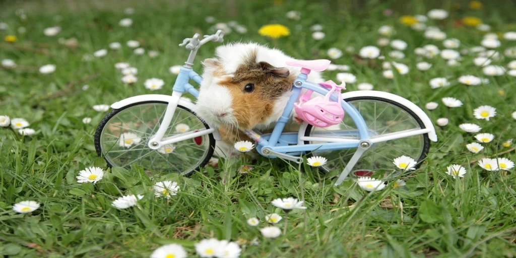 DIY guinea pig toys, Guinea Pigs playing with Bycycle