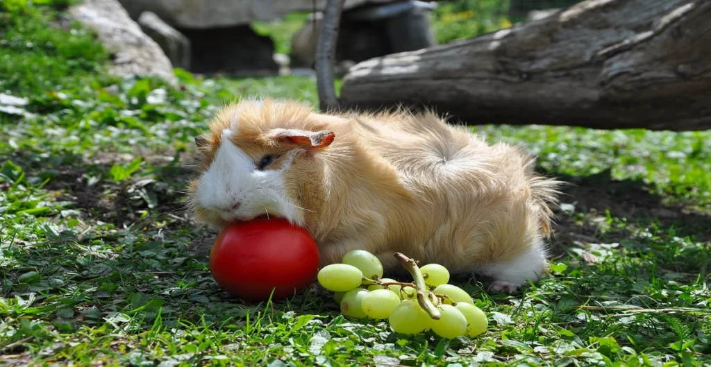 DIY guinea pig toys, Guinea Pigs playing with grape