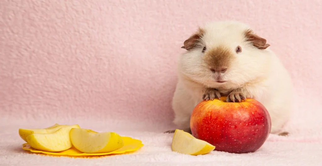 Guinea Pig Eating Homemade Guinea Pig Treats as apple