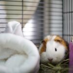 Guinea Pig in there cage with little bed