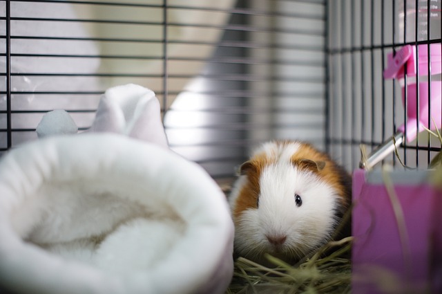 Guinea Pig in there cage with little bed