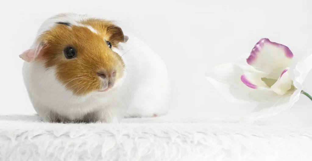 DIY Fleece Bedding for Guinea Pigs, A Guinea PIg in the bed