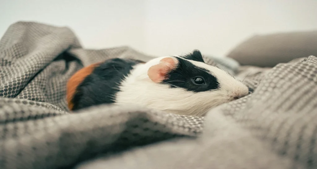 DIY Guinea Pig Winter Setup: A Guinea pig in blanket