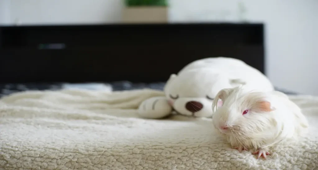 Guinea Pigs in the bed, DIY Fleece Bedding for Guinea Pigs