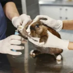 Guinea Pig nail tremming in a salon, Guinea Pig Grooming