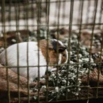 DIY Guinea Pig Cage, A guinea pig in a cage