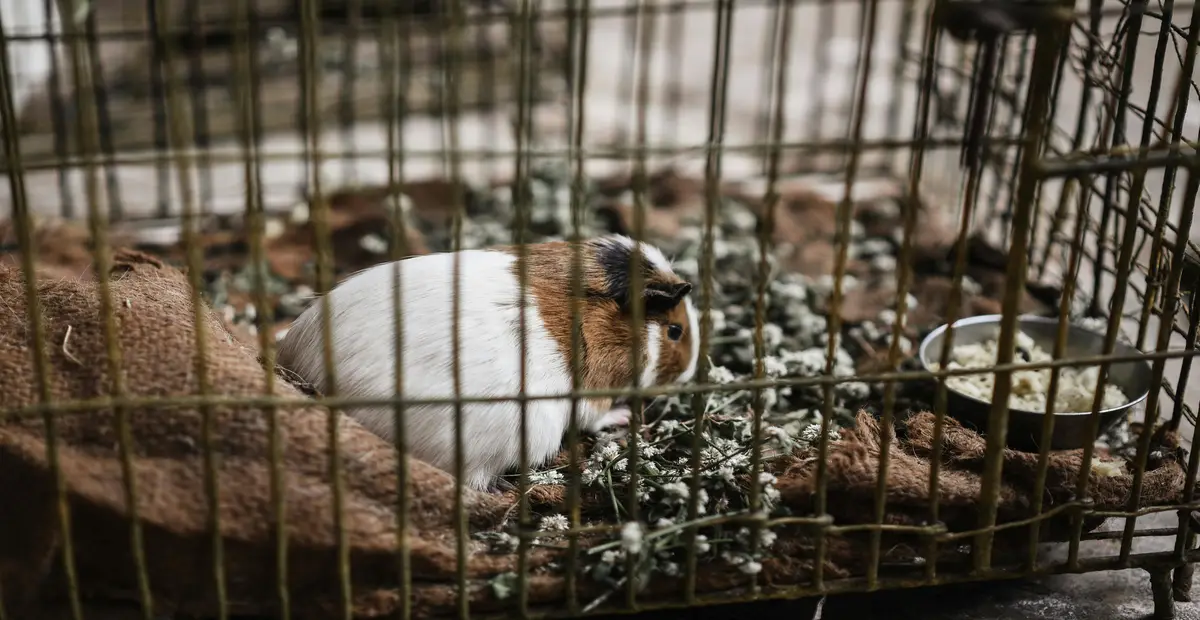 DIY Guinea Pig Cage, A guinea pig in a cage