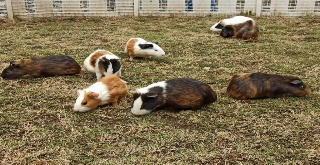 Guinea Pig Breeds, Bunch of guinea pig playing in the fields